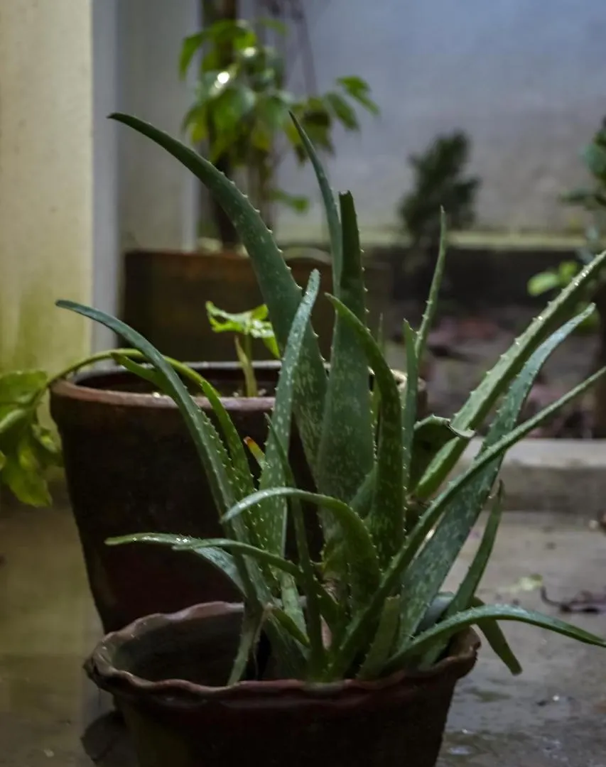 Lemon Tree Apartment & Home-Stay Kathmandu